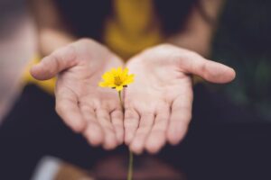 Hands holding a flower delicately to depict wellbeing and care for Hilton's programme