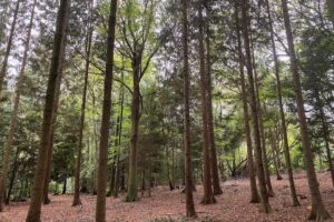 image of woodland to show travellers choosing sustainable options